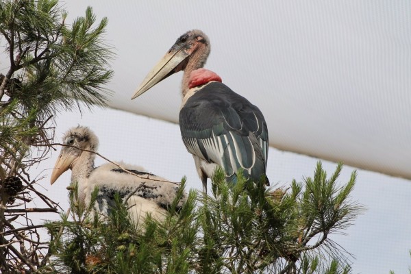 Nace un nuevo ejemplar de marabú en Terra Natura Murcia