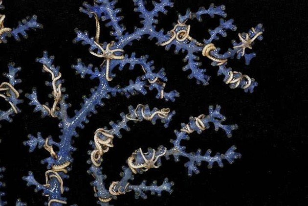 Un 'goteo de comida' salvó a criaturas marinas de una gran extinción