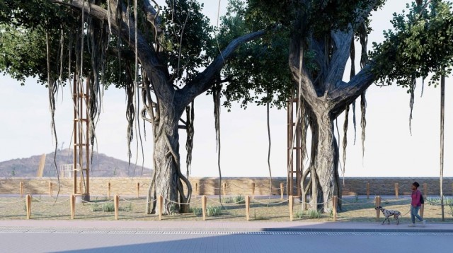 Cartagena destina casi 25.000 euros a proteger el ficus del Campus Muralla del Mar
