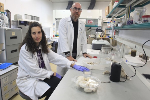 El 'umami' de las setas para reducir la sal de salchichas, hamburguesas y jamón cocido