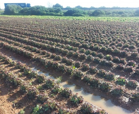 El Consell dota de 5,3 millones de euros las ayudas a viveros, cultivos hortícolas y herbáceos afectados por la Dana