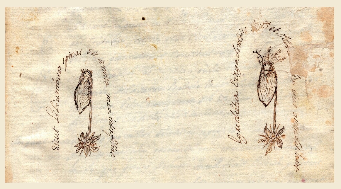 Fragmento del acta del milagro de la Virgen de los Lirios. - Foto: Archivo Municipal Fragmento del acta del milagro de la Virgen de los Lirios.