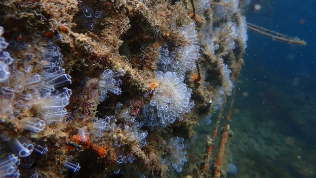 Baleària y Marina Dénia instalarán micro arrecifes para la restauración de la biodiversidad marina
