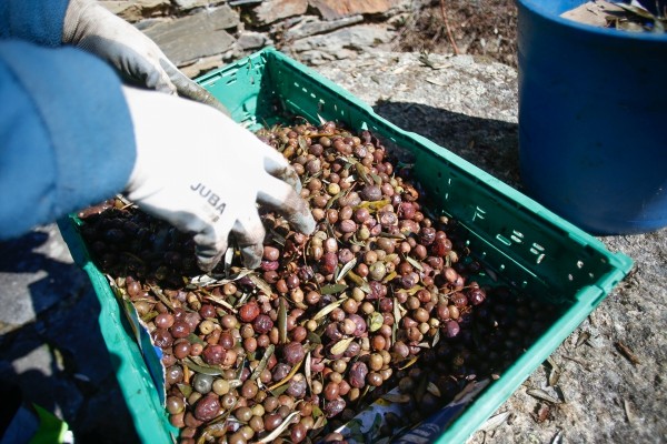 EEUU, el país que más aceite de oliva importó en los primeros cuatro meses de campaña