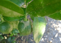 La plaga del trips de Sudáfrica avanza en la Comunitat: afecta ya a 332 municipios y se extiende al aguacate