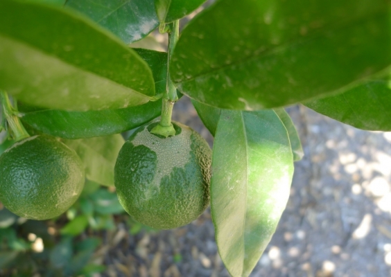 La plaga del trips de Sudáfrica avanza en la Comunitat: afecta ya a 332 municipios y se extiende al aguacate