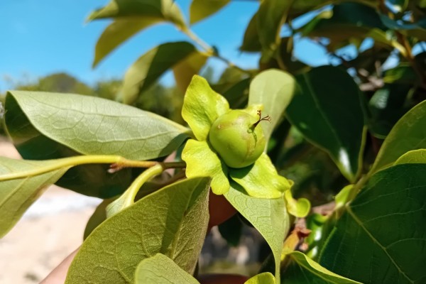 AVA-Asaja pide al Consell que las oficinas comarcales agrarias 