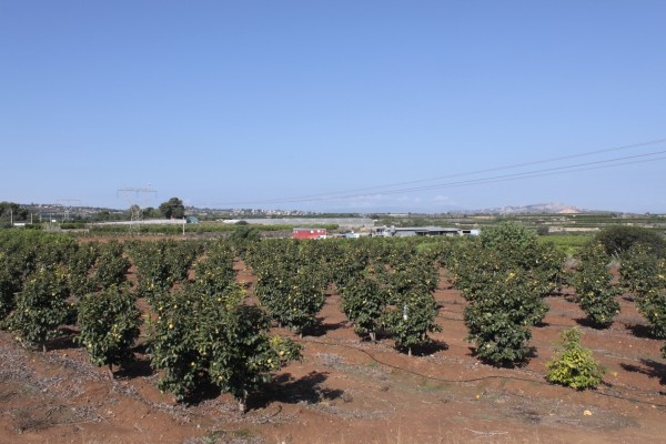 Picassent destina un millón de euros de la Fundación Amancio Ortega para agricultores afectados por la Dana