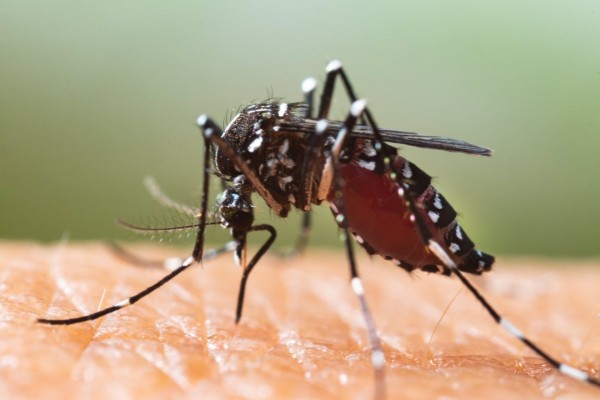 Sanidad aconseja evitar acúmulos de agua para impedir la proliferación del mosquito tigre 