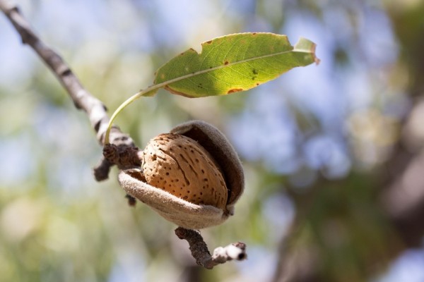 El Gobierno aprueba ayudas directas de 20 millones a productores de frutos de cáscara afectados por la sequía