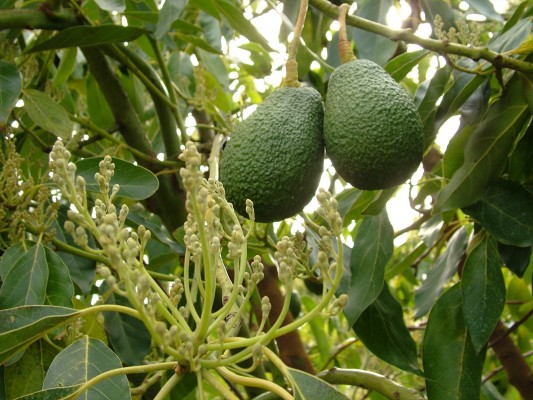 Asaja denuncia la detección de aguacates sudafricanos que multiplican por 20 el fitosanitario permitido