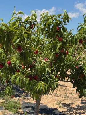 Toñifruit se alía con el mayor productor de fruta de hueso ecológica de la Región para sumar 1.000 toneladas a su capacidad comercial