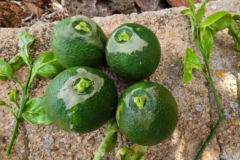 Fruta dañada por el Trips sudafricano - 