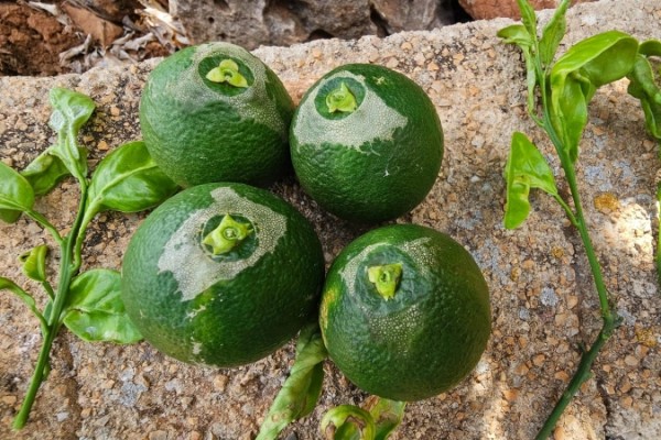 La Unió reclama a la Conselleria de Agricultura un plan de control biológico para nuevas plagas