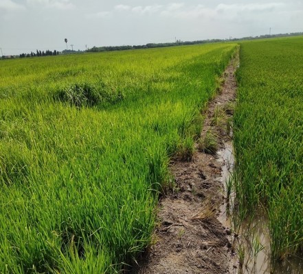 AVA-Asaja denuncia que la burocracia deja sin helicóptero a los arroceros de l'Albufera para combatir la piricularia