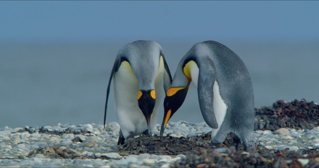 DocsValència abre su 9ª edición con un documental que viaja a Tierra de Fuego