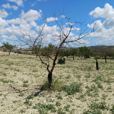 Asaja urge un plan para reponer almendros muertos por la sequía al sur de la Comunitat