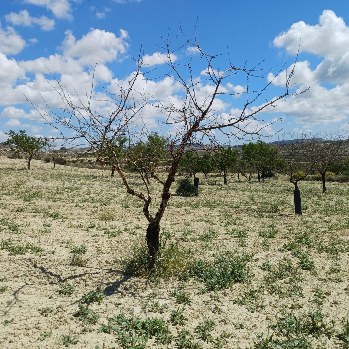 Asaja urge un plan para reponer almendros muertos por la sequía al sur de la Comunitat