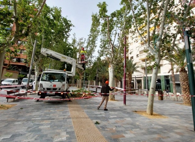 Precintado un tramo del Paseo Alfonso X de Murcia por la caída de una rama de un árbol que deja dos heridos