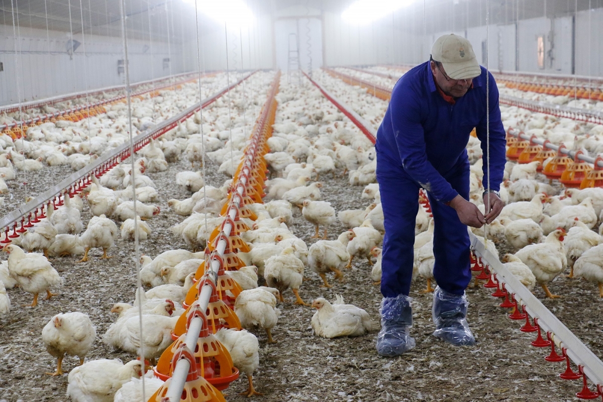 Un estudio fija en dos pechugas de pollo semanales el consumo máximo de carne por persona sostenible para el planeta