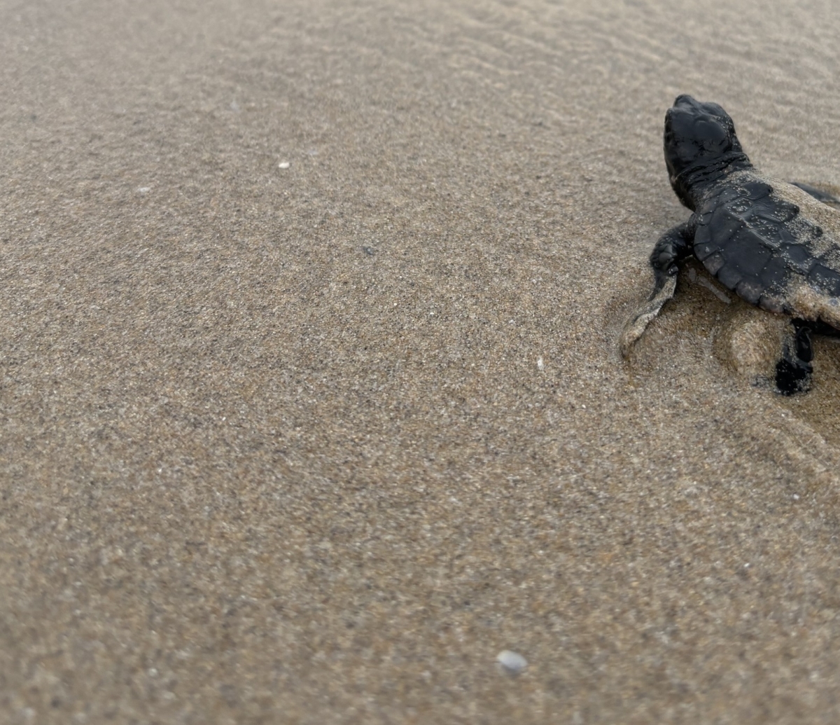 Imagen de una tortuga marina. - Foto: ONG XALOC