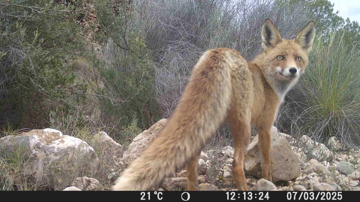 La Región inicia un estudio con fototrampeo para identificar mamíferos en la Sierra del Carche