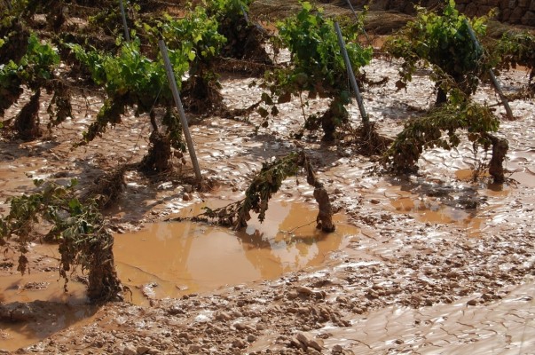 El terreno agrario dañado cayó un 13 % hasta marzo, pero con más indemnizaciones