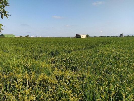 El CSIC convierte un subproducto del arroz en un recurso biotecnológico de alto valor
