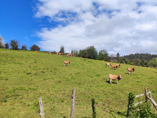 El Gobierno autoriza distribuir 158 millones entre las CCAA para financiar intervenciones de desarrollo rural