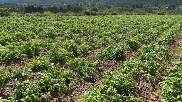 Las organizaciones agrarias cifran entre 10.000 y 13.000 las hectáreas afectadas por el granizo caído en la Comunitat