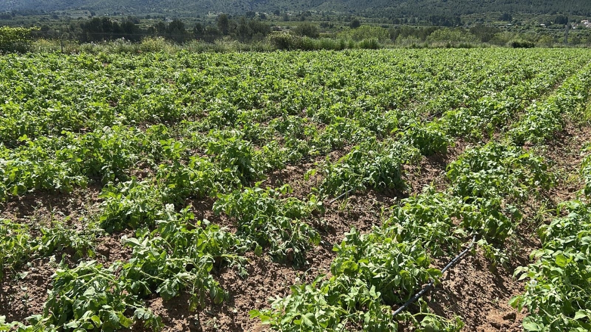 Las organizaciones agrarias cifran entre 10.000 y 13.000 las hectáreas afectadas por el granizo caído en la Comunitat