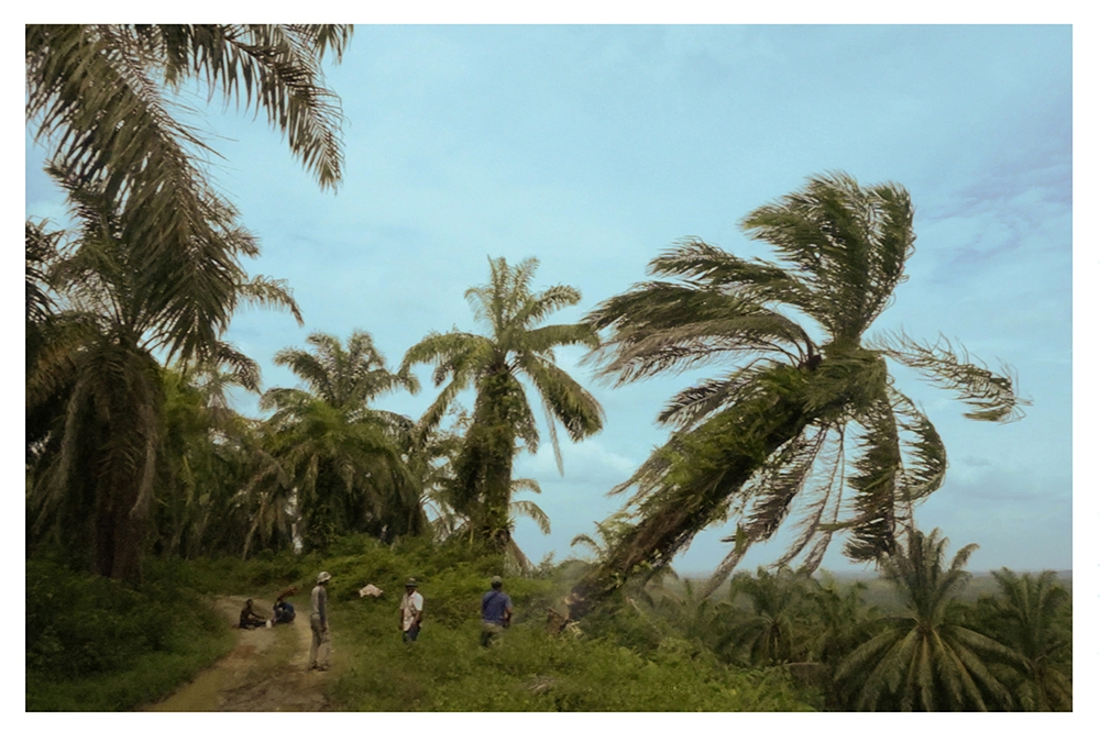 Sumatra - Obra de Fermin Jimenez Landa Sumatra