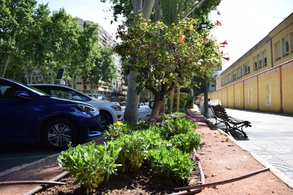 Las jardineras del Paseo Alfonso XIII ya lucen un aspecto renovado en Cartagena