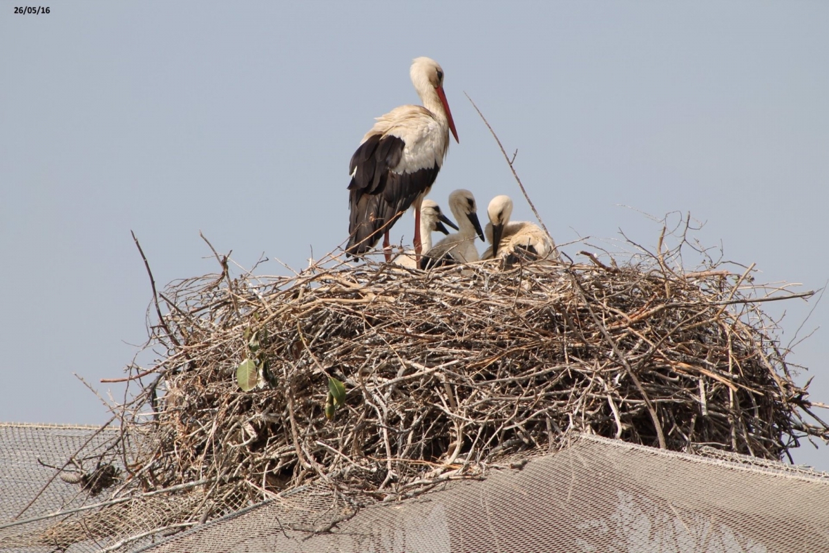 Nido de cigüeña blanca. - Foto: PORTAVOZ