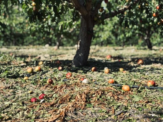Las indemnizaciones por siniestros agrarios alcanzan ya los 92 millones de euros en la Región con 45.800 hectáreas afectadas