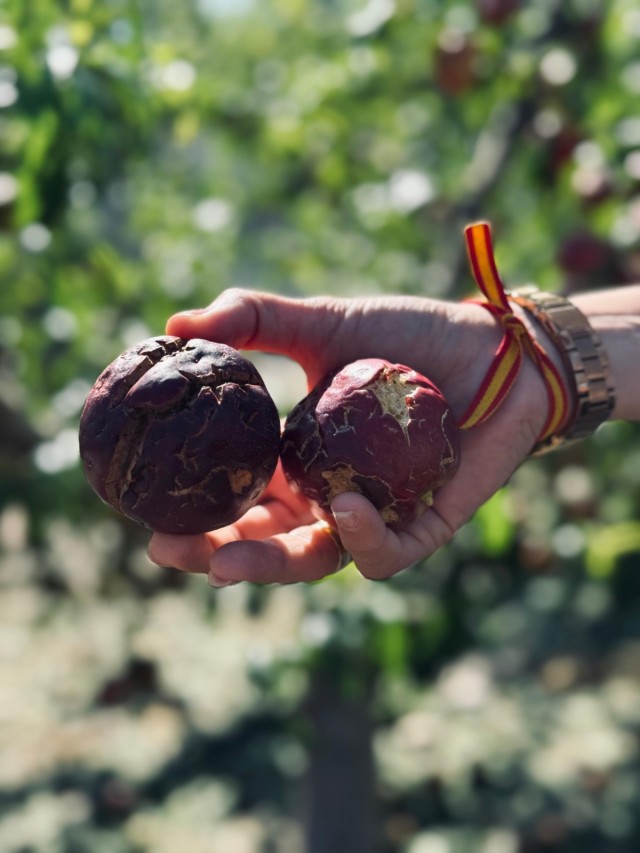 El granizo causa daños en al menos 10.000 hectáreas de cultivos asegurados de la Región con Jumilla y Yecla como las más afectadas
