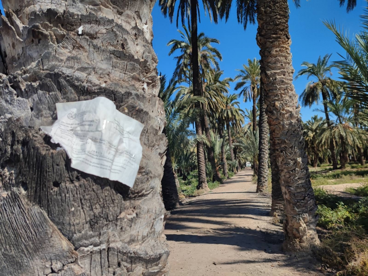 Margalló insta al Ayuntamiento de Elche a que aclare si fumiga palmeras con glifosato