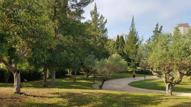 Benidorm invierte 50.000 euros en la plantación de nuevo arbolado en parques y vías urbanas 