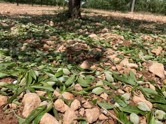 Los daños del granizo en Yecla y Jumilla ascienden a los 80 millones de euros