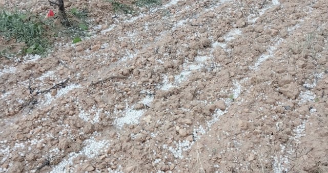 El Consell pide al Gobierno la declaración de zona afectada para los municipios dañados por el pedrisco