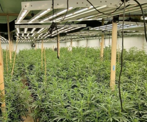 ¿Apagones en Orihuela? Era una plantación de marihuana en una nave industrial la que los provocaba