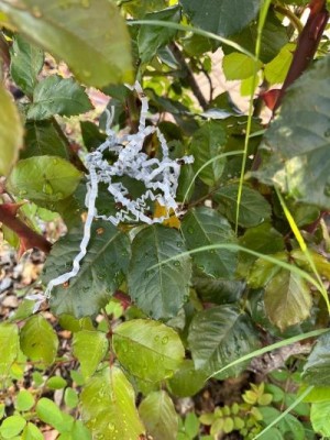 Lanzan 2.800 mariquitas para frenar las plagas en los huertos de ocio de Murcia