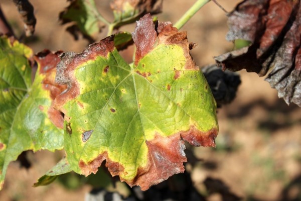 La Generalitat convoca medio millón en ayudas para la erradicación y control de la Xylella fastidiosa para 2025
