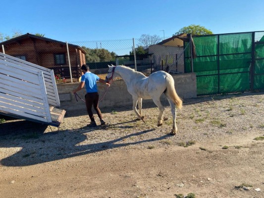 El Ayuntamiento de Cartagena rescata a cuatro équidos abandonados en Bahía Bella tras meses de denuncias vecinales