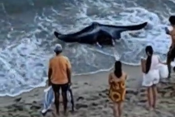Una gran mantarraya sorprende a los bañistas de la playa del Centro de La Vila Joiosa