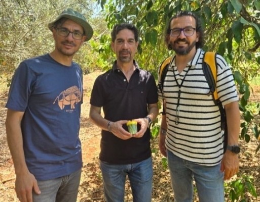 Ivia colabora con Chipre en control biológico del 'greening', la amenaza 