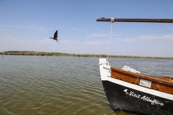 El censo de aves de l'Albufera deja un buen 2024 para la cerceta pardilla, especie en situación crítica