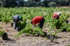 Las explotaciones agrícolas recurren cada vez más a la búsqueda digital de mano de obra