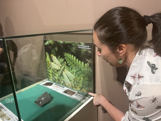 El Mupe de Elche expone el fósil de una nueva especie de insecto de 300 millones de años 