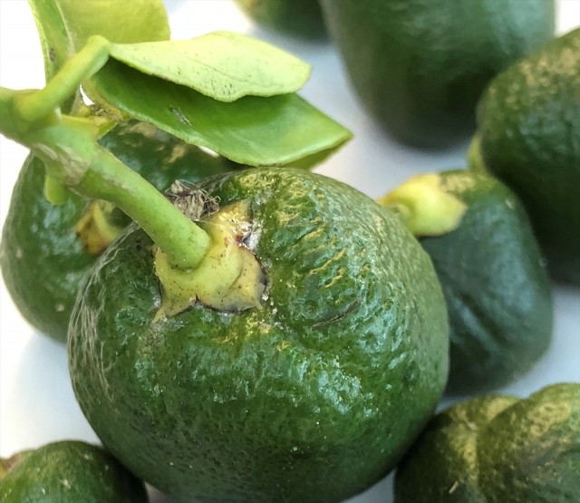 Agricultura destina 140.000 euros más en ayudas para cítricos y caquis afectados por el cotonet 